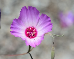 Clarkia gracilis tracyi