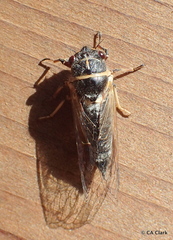 Platypedia areolata
