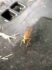 Ptecticus trivittatus