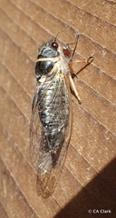 Platypedia areolata