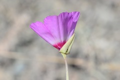 Clarkia gracilis tracyi