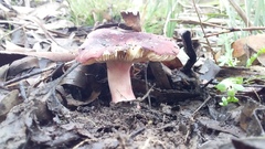 Russula lenkunya