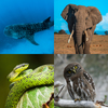 Vertebrates - Photo no rights reserved, uploaded by Abhas Misraraj