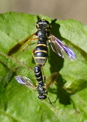 Temnostoma balyras