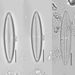Navicula tripunctata - Photo (c) emassa, μερικά δικαιώματα διατηρούνται (CC BY-NC)