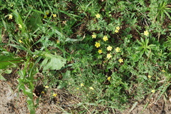 Potentilla argentea