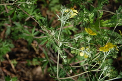 Potentilla argentea