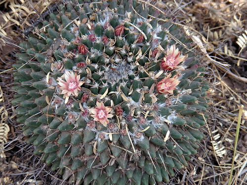 Mexican pincushion cactus