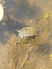 Trachemys grayi grayi