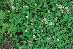 Trifolium repens