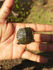 Trachemys grayi grayi
