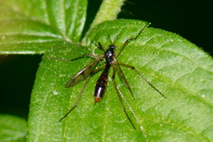 Ptychoptera quadrifasciata