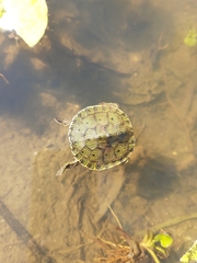 Trachemys grayi grayi