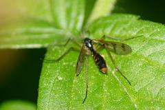 Ptychoptera quadrifasciata