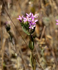 Zeltnera muehlenbergii