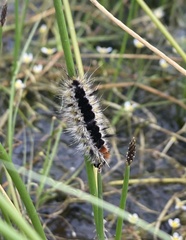 Lophocampa ingens