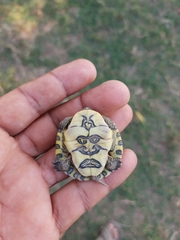 Trachemys grayi grayi