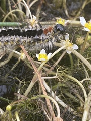 Lophocampa ingens
