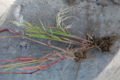 Bromus tectorum