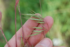 Bromus tectorum