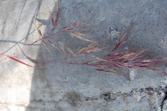 Bromus tectorum