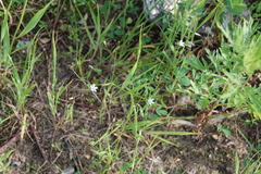 Stellaria graminea