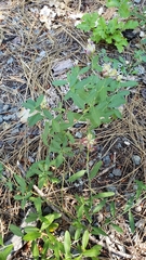 Rhinotropis cornuta cornuta