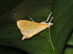 Hyalobathra