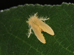 Euproctis taiwana