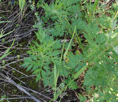 Artemisia vulgaris