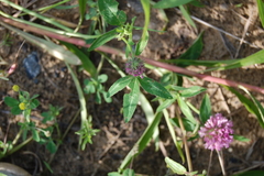 Trifolium pratense
