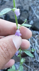 Sairocarpus vexillocalyculatus breweri