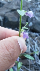 Sairocarpus vexillocalyculatus breweri