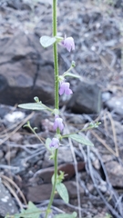 Sairocarpus vexillocalyculatus breweri