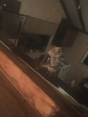 Callosamia angulifera