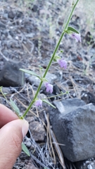 Sairocarpus vexillocalyculatus breweri