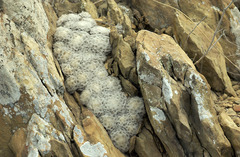 Mammillaria plumosa