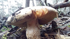 Amanita ochrophylla
