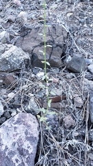 Sairocarpus vexillocalyculatus breweri