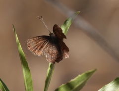 Calephelis arizonensis