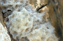 Mammillaria plumosa