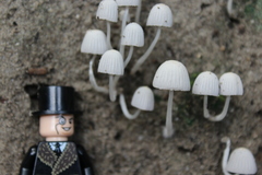 Coprinellus disseminatus