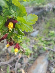 Ribes marshallii