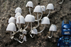 Coprinellus disseminatus