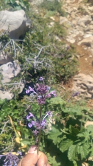 Nepeta cilicia