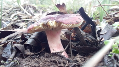 Russula lenkunya