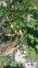 Nepeta cilicia