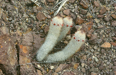 Mammillaria pottsii