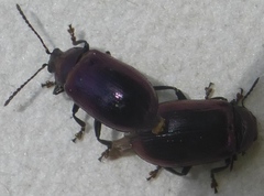 Phratora purpurea