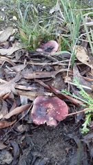 Russula lenkunya